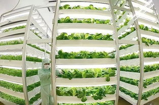 魚(yú)菜共生 養(yǎng)魚(yú)不換水、種菜不施肥的生態(tài)農(nóng)業(yè)新模式