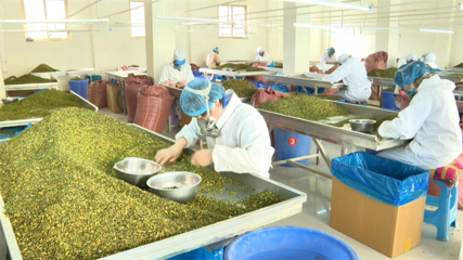 【鄉(xiāng)村行·看振興】高臺(tái) 脫水蔬菜走俏國(guó)際市場(chǎng)，特色產(chǎn)業(yè)賦能鄉(xiāng)村振興