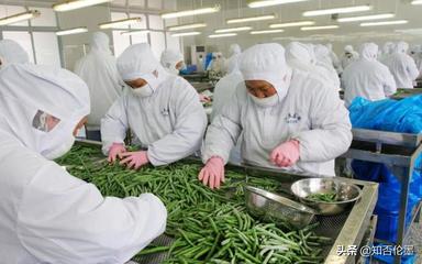 農(nóng)村辦廠新機(jī)遇 精選蔬菜深加工項(xiàng)目，開(kāi)啟致富快車(chē)道