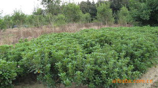 農苗網 一站式綠化苗木采購平臺，海桐球、海棠球工程苗指導價與廠商盡在掌握